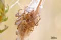 Oxyopes heterophthalmus (cfr.)